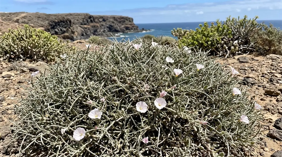 chaparro - GUÍA DE FUERTEVENTURA